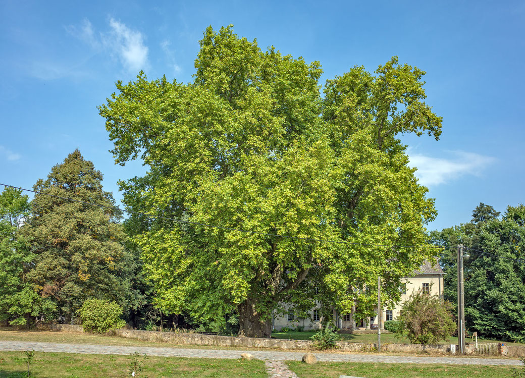 Platane in Oelzschau