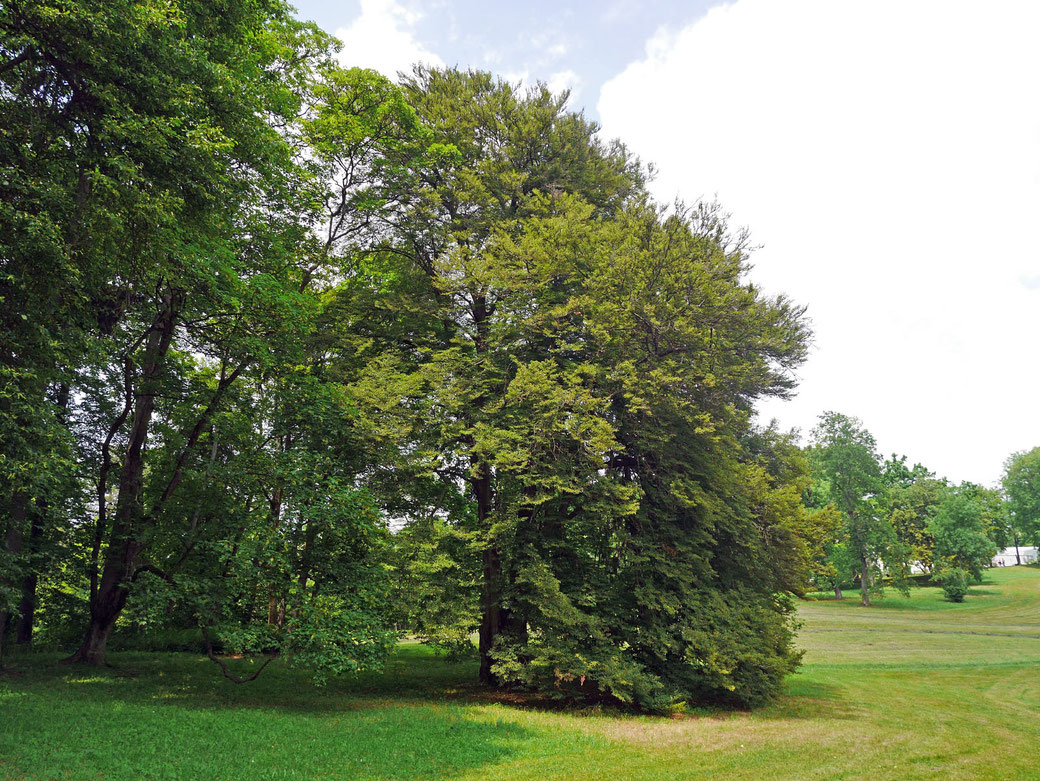 Farnblättrige Buche im Hofgarten Coburg in Coburg