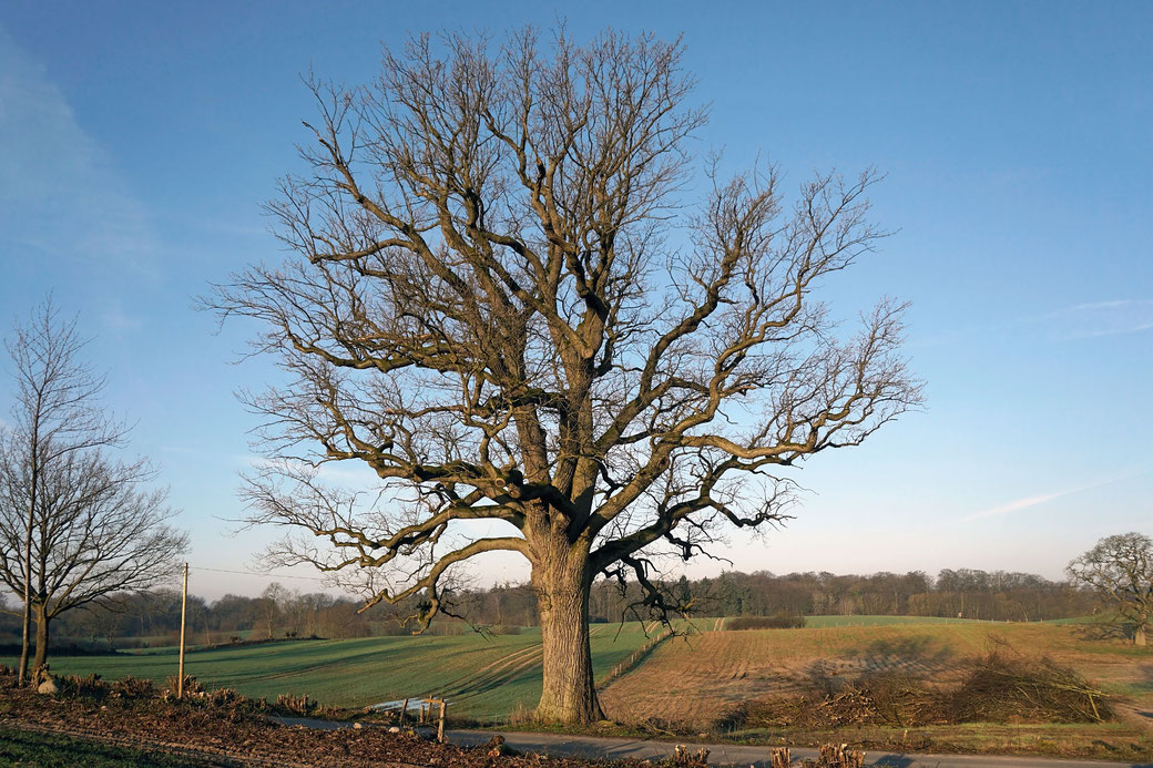 Eiche bei Wahrendorf