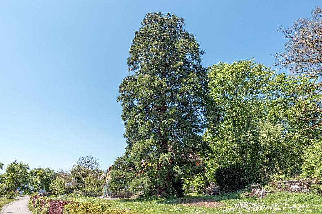Riesenmammutbaum beim Schloss Friedrichsruhe in Friedrichsruhe