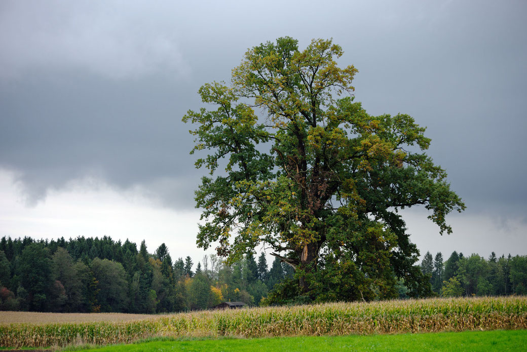 Eiche bei Krut