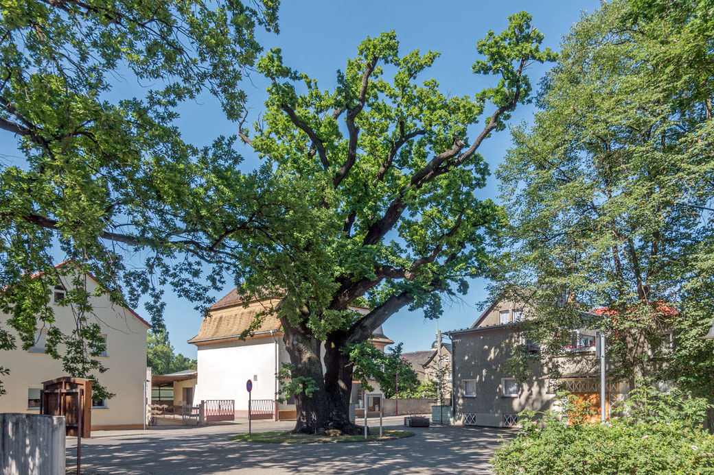 Eiche in Röcknitz