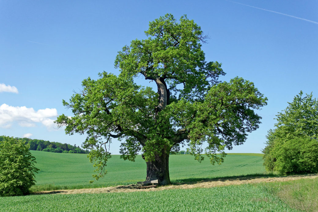 Dicke Eiche bei Tilkerode