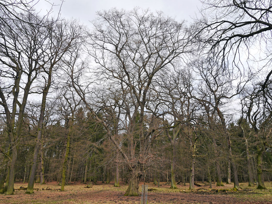 Hainbuche im Tiergarten Kirchrode in Hannover