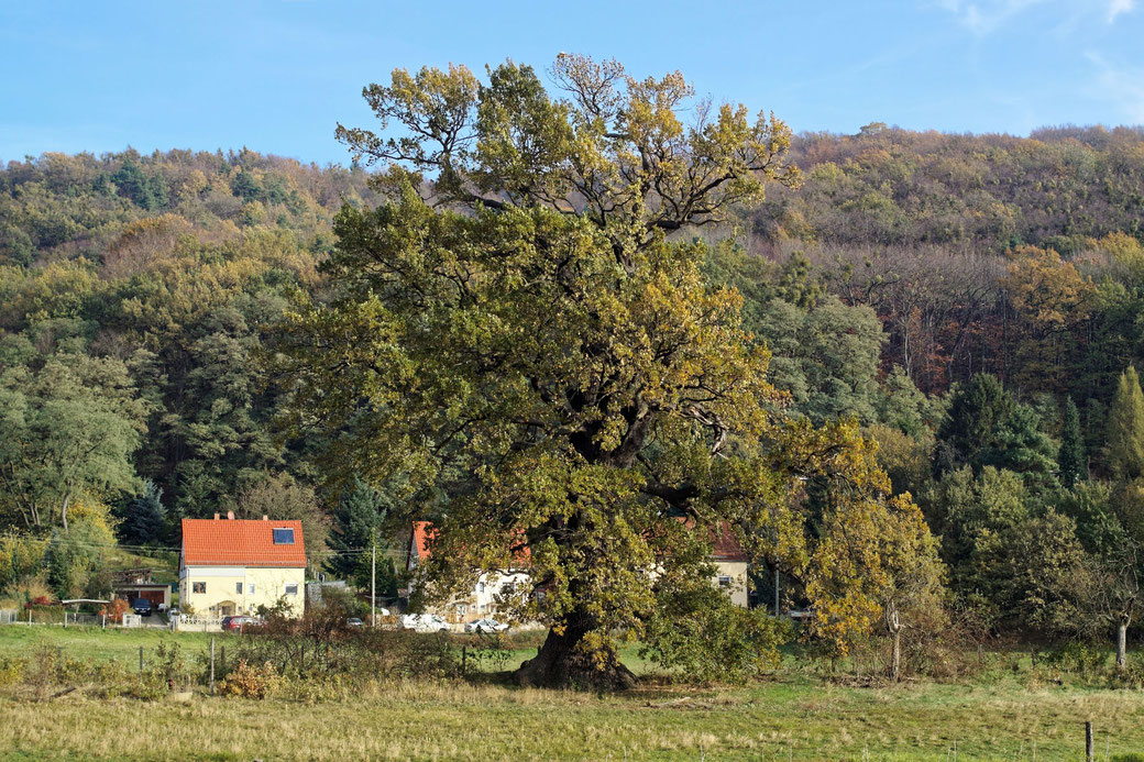 Eiche am Schöpsdamm bei Pillnitz