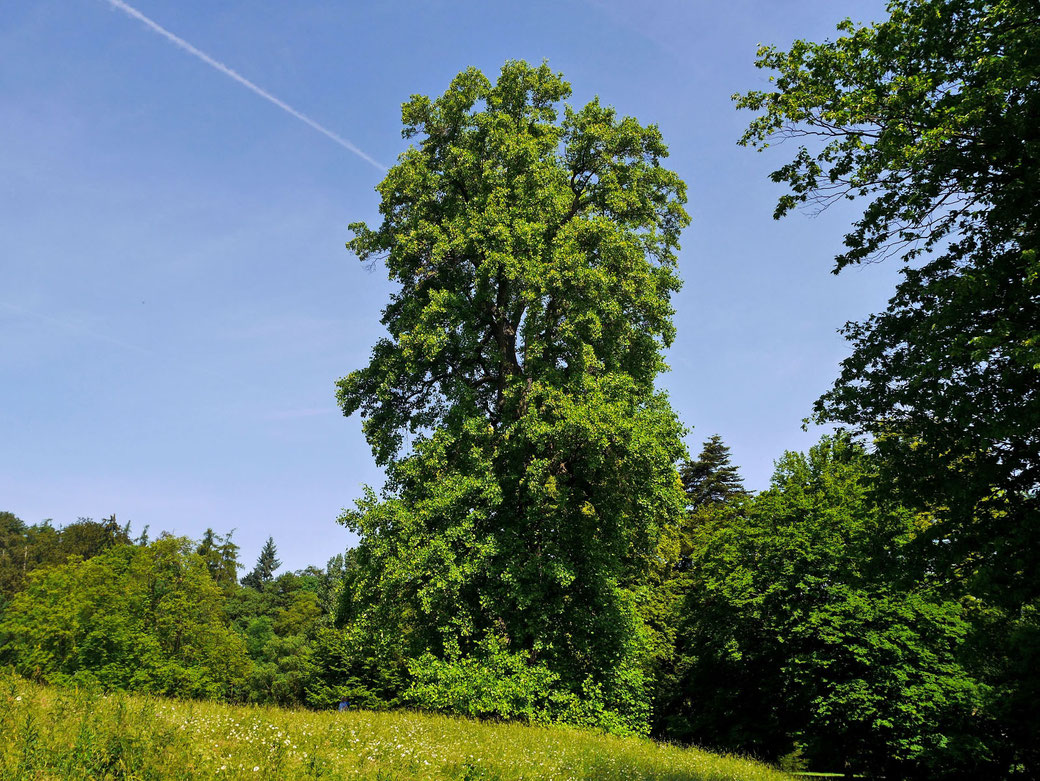 Tulpenbaum im Bergpark Wilhelmshöhe bei Kassel