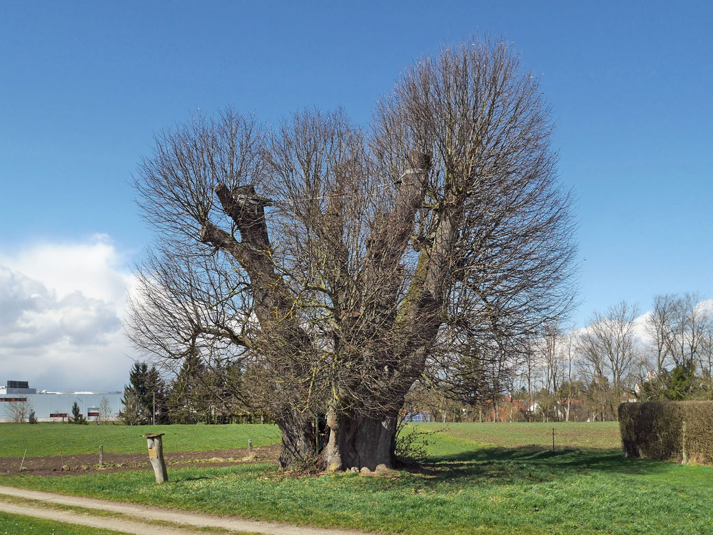 Linde bei Leipheim