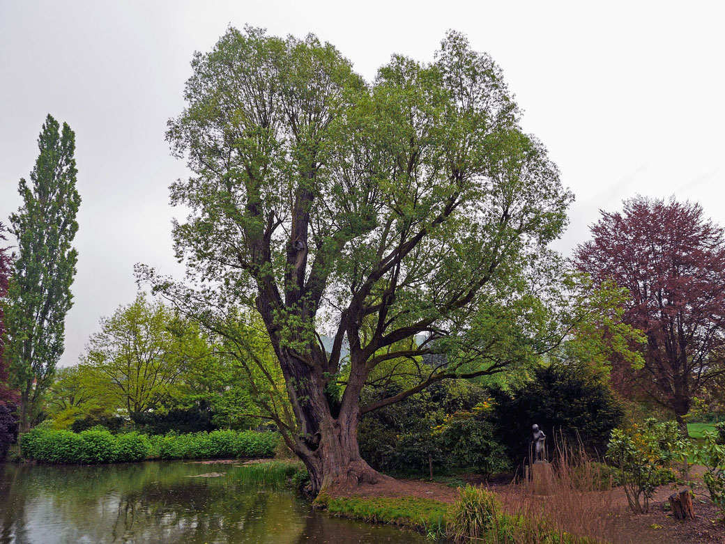 Silberweide im alten Botanischen Garten in Marburg