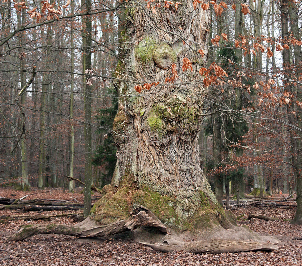 Eiche im Glemswald bei Stuttgart