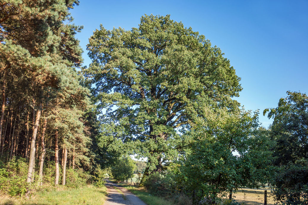 Eiche bei Liega