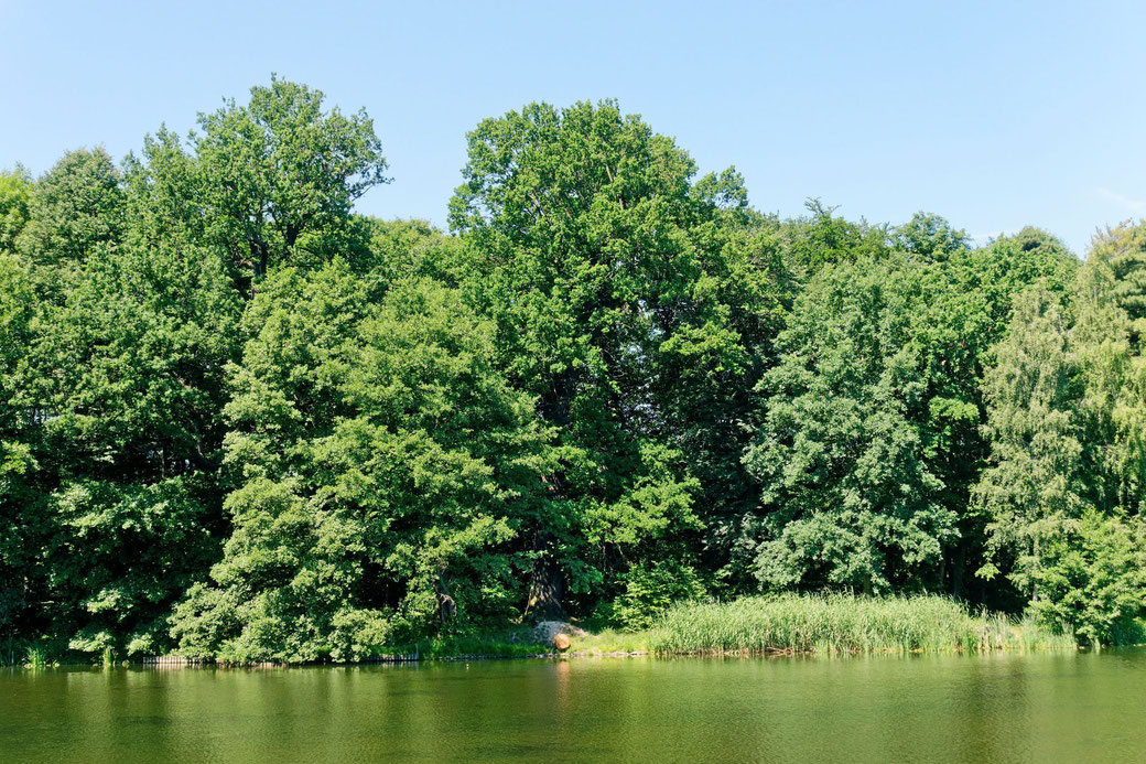 Eiche im Schlosspark Machern bei Machern