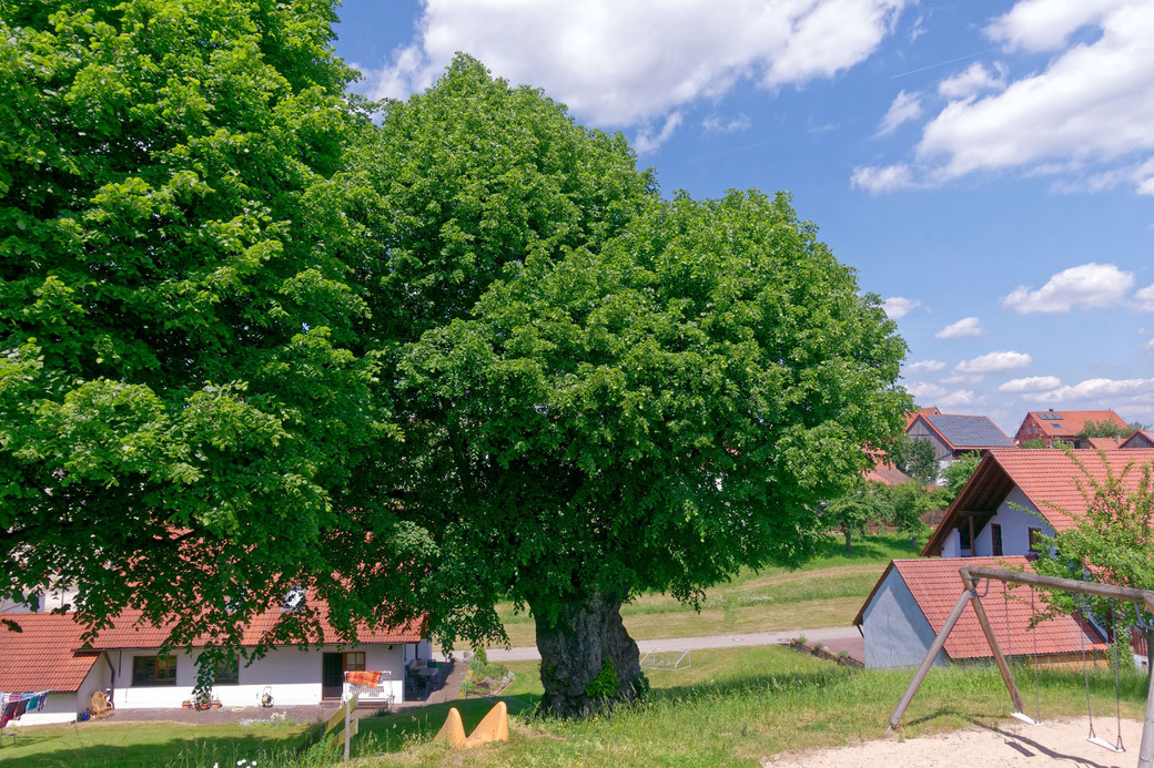 Linde in Mannholz