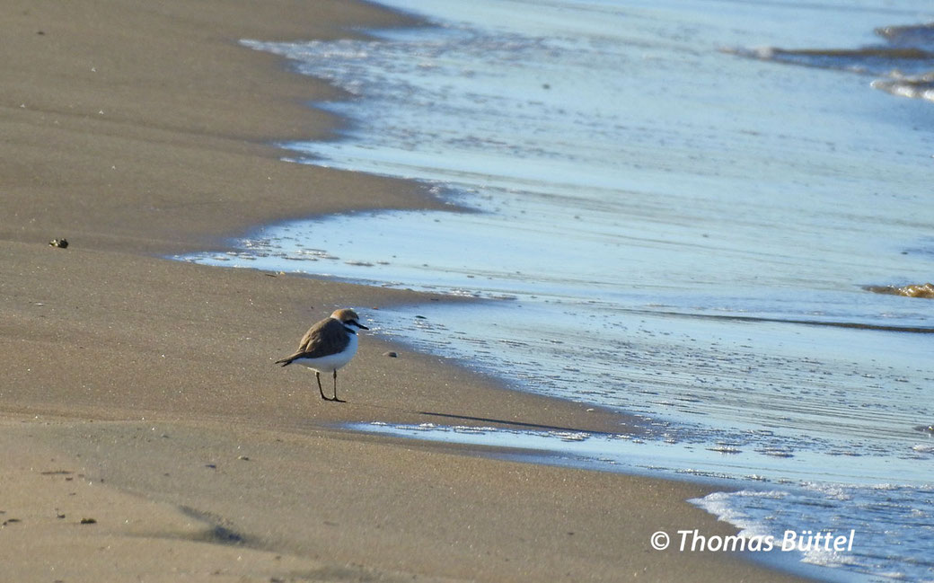 Kentish Plover