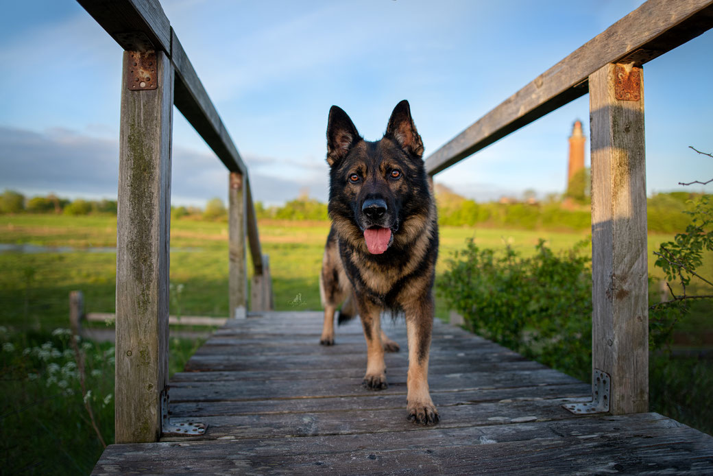 Deutscher Schäferhund Joker läuft ruhig über eine Holzbrücke – vertrauensvolle Zusammenarbeit zwischen Mensch und Hund