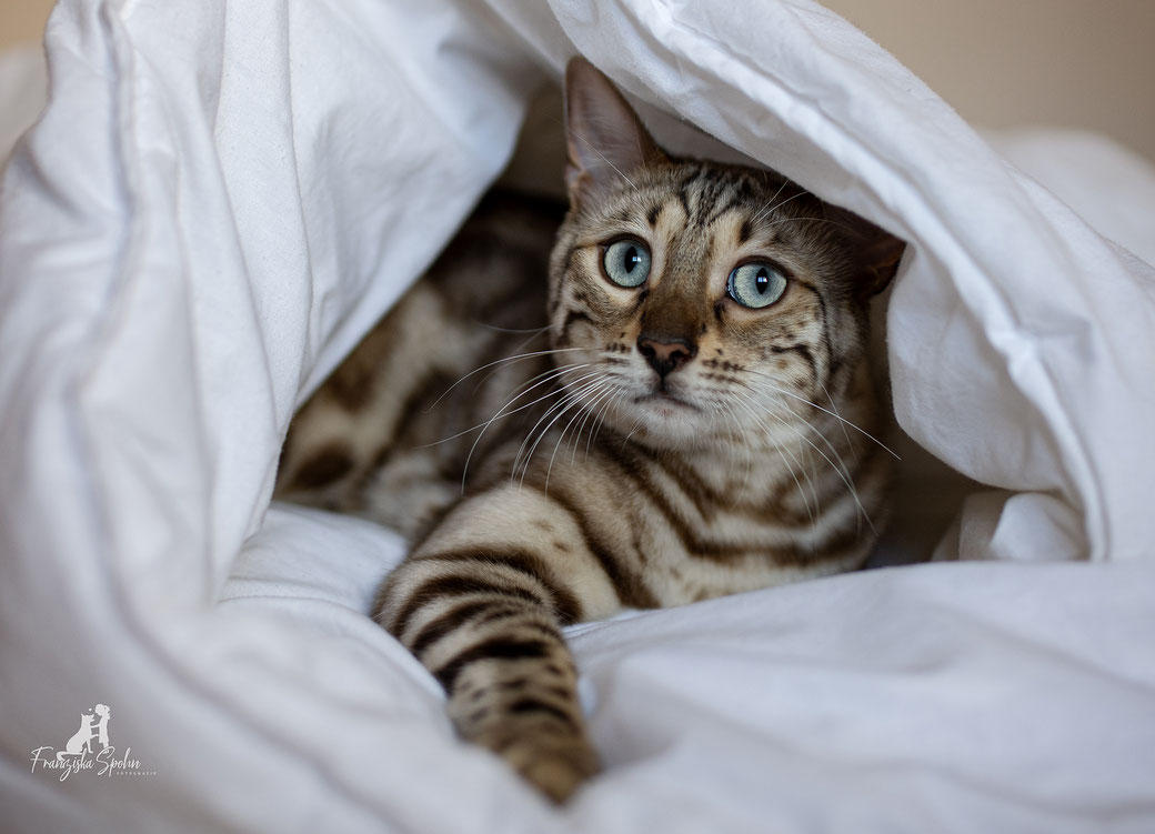 Katzenporträt in ruhiger Umgebung – sensible Katze fühlt sich sicher und zeigt Vertrauen
