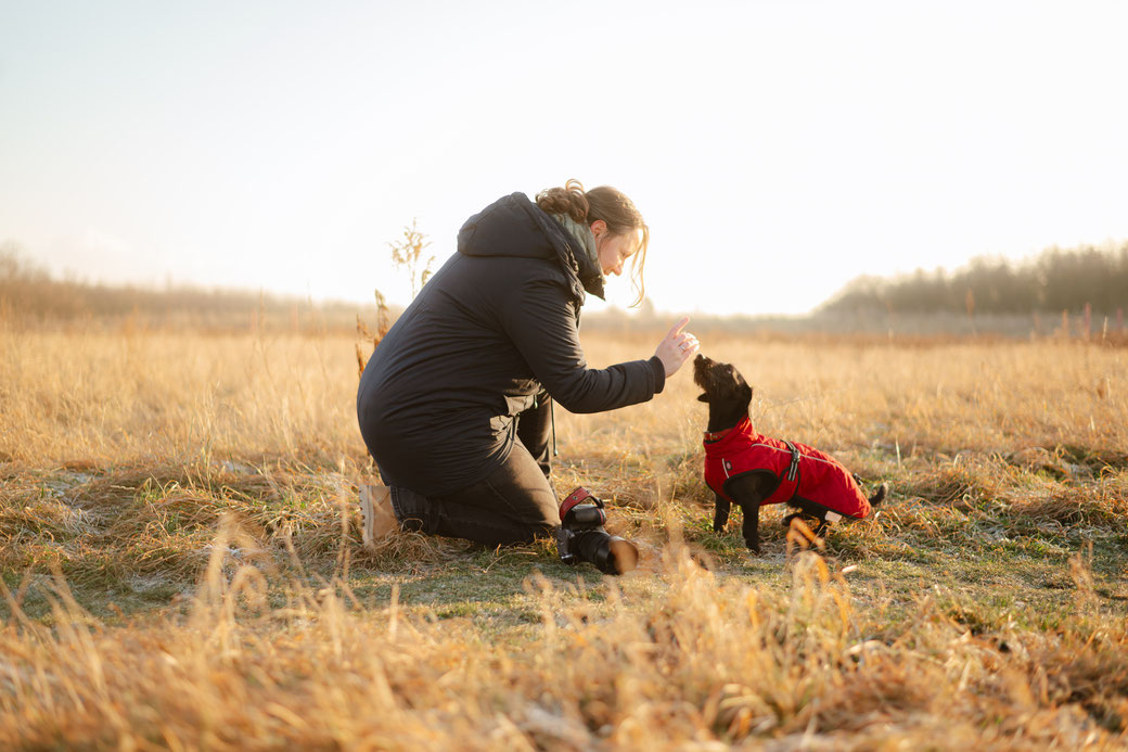 Hund, Hundefotografie, Tierfotografie, Franziska Spohn Fotografie, Leckerli, Hundeerziehung