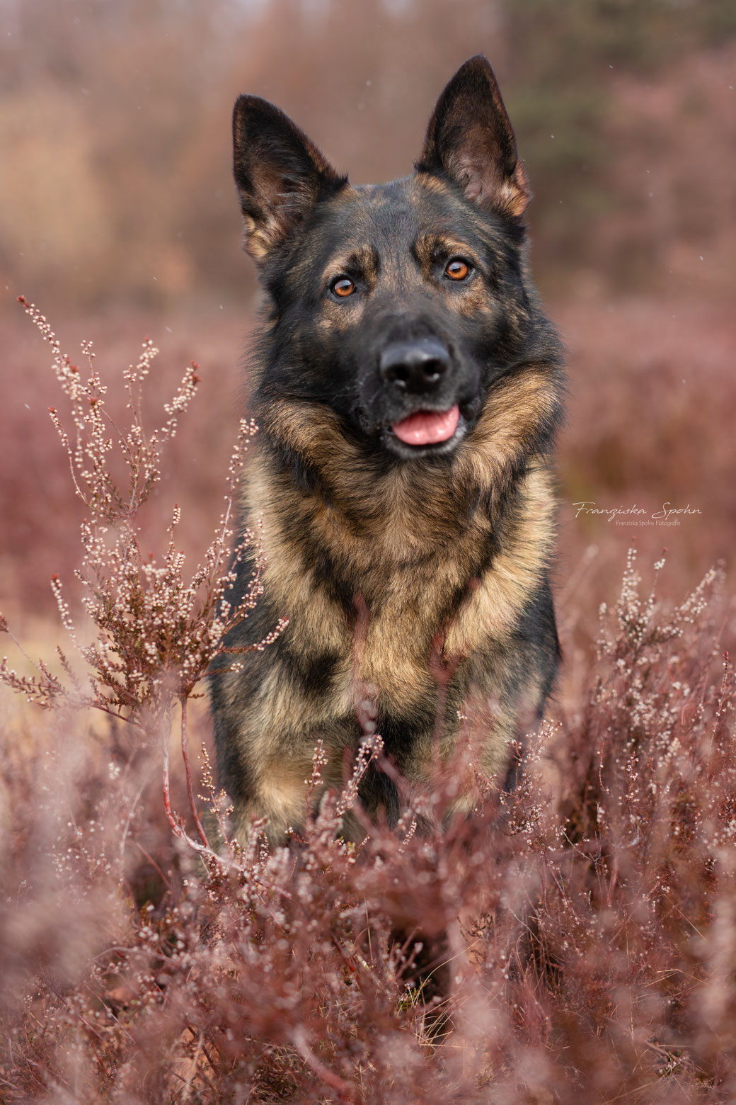 Joker, erfahrener Sprengstoffspürhund, sitzt ruhig in der Heidelandschaft und blickt aufmerksam in die Kamera