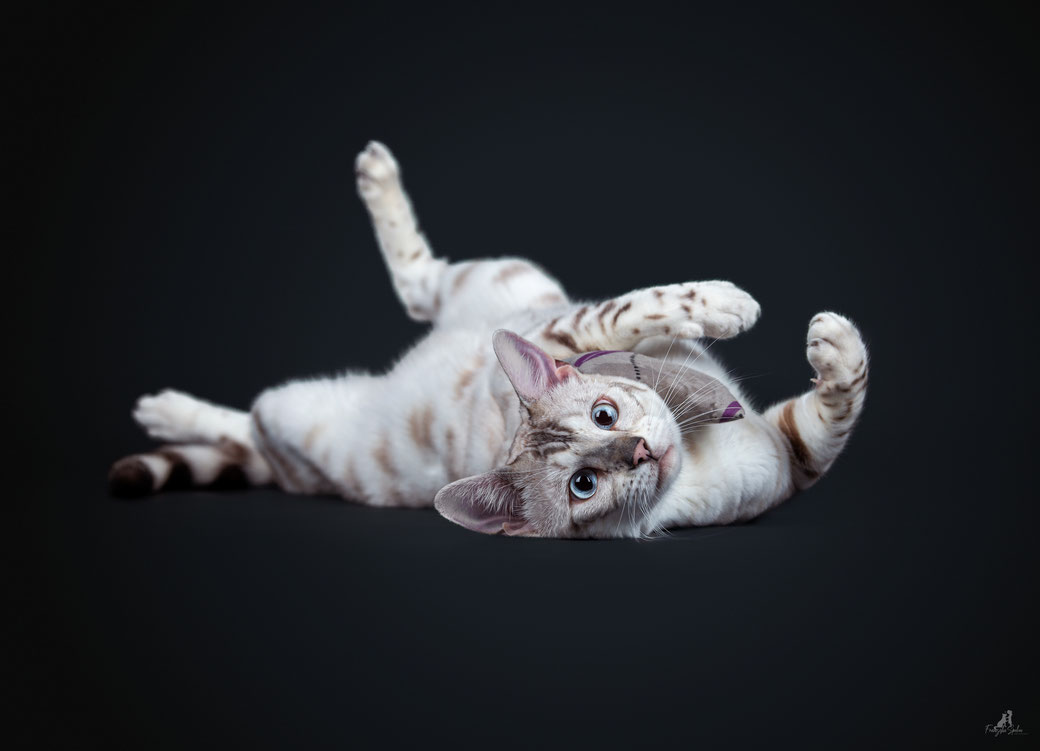 Entspannte Katze bei einem stressfreien Studio-Shooting – Tierwohl in der Tierfotografie