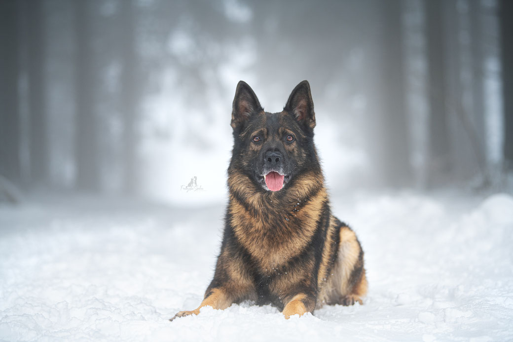 Deutscher Schäferhund Joker liegt aufmerksam im verschneiten Wald – ruhiges Hundeporträt mit Fokus auf Präsenz und Konzentration