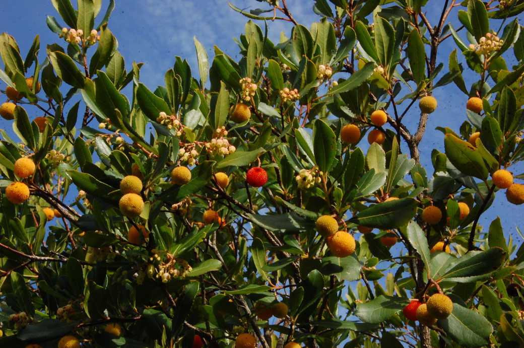 Weiß jemand von Euch was das für Früchte sind? Hab mal son Rotes probiert, schmeckt irgendwie neutral und ist voller Kernchen wie Brombeeren. Die sind doch net giftig?