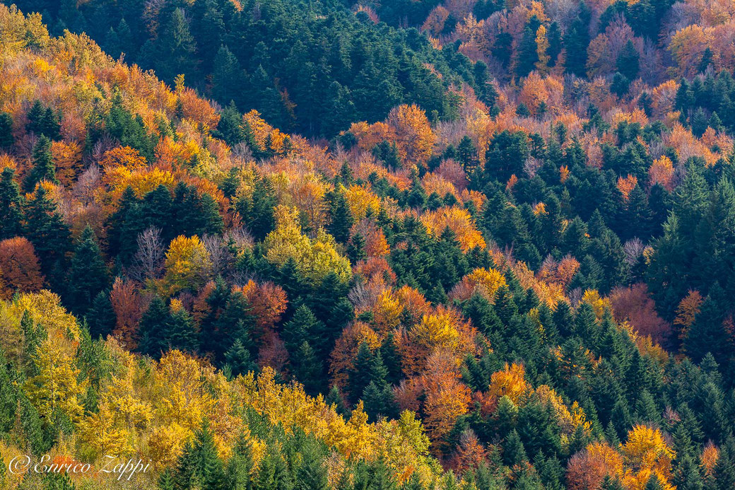 I colori dell'autunno nella Foresta della Lama.