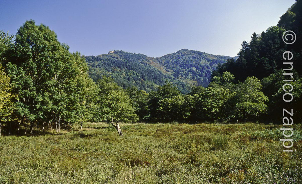 Foresta della Lama, pianoro da dove in alto centralmente e a sinistra si vede la roccia della loc. Fonte Murata.