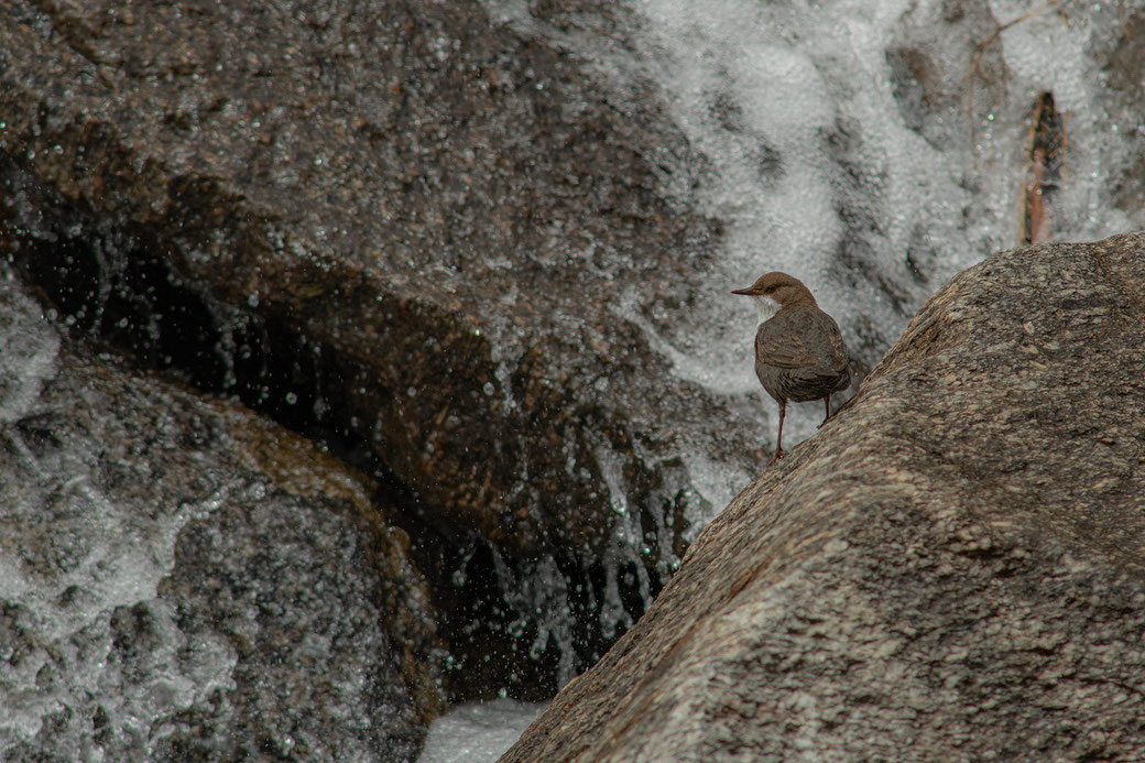 Gran Paradiso | Italy | Pont 