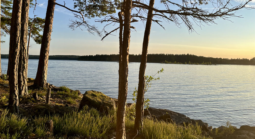 Felsiges Ufer mit Kiefern an einem schwedischen See im Abendlicht. 