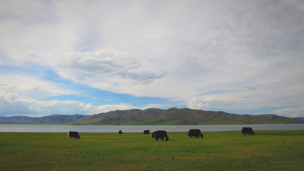 bigousteppes mongolie troupeau lac blanc