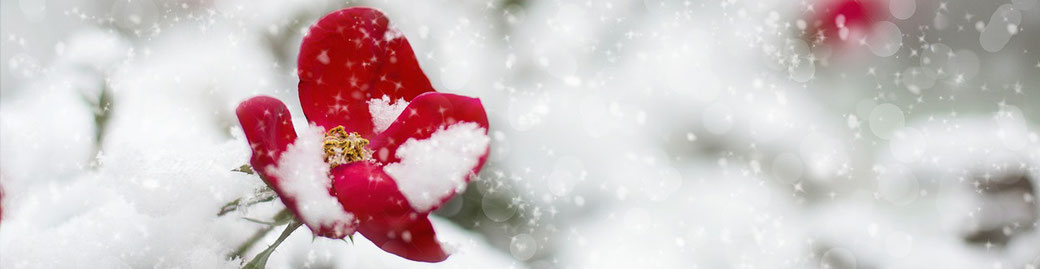 Foto Feliz Navidad