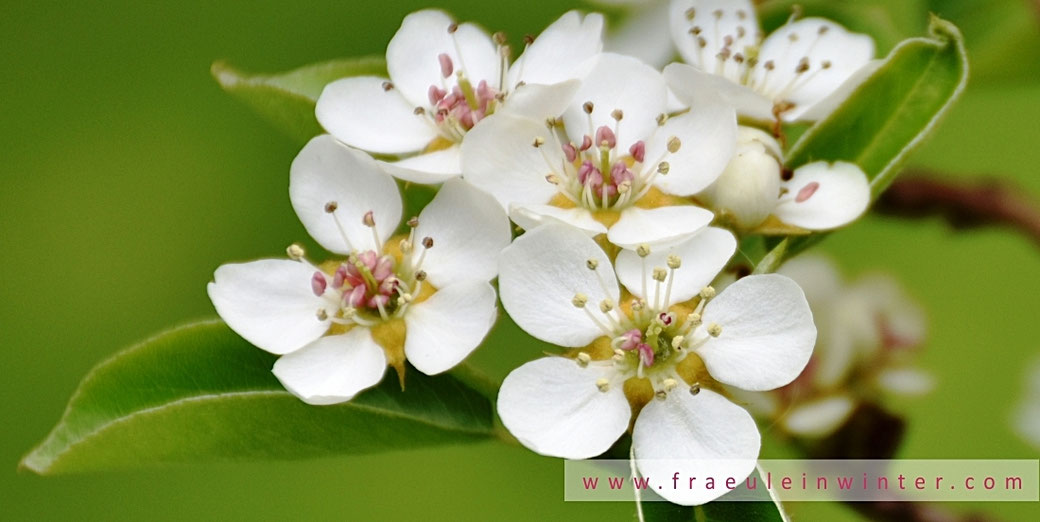 Birnenblüte | Pear blossom