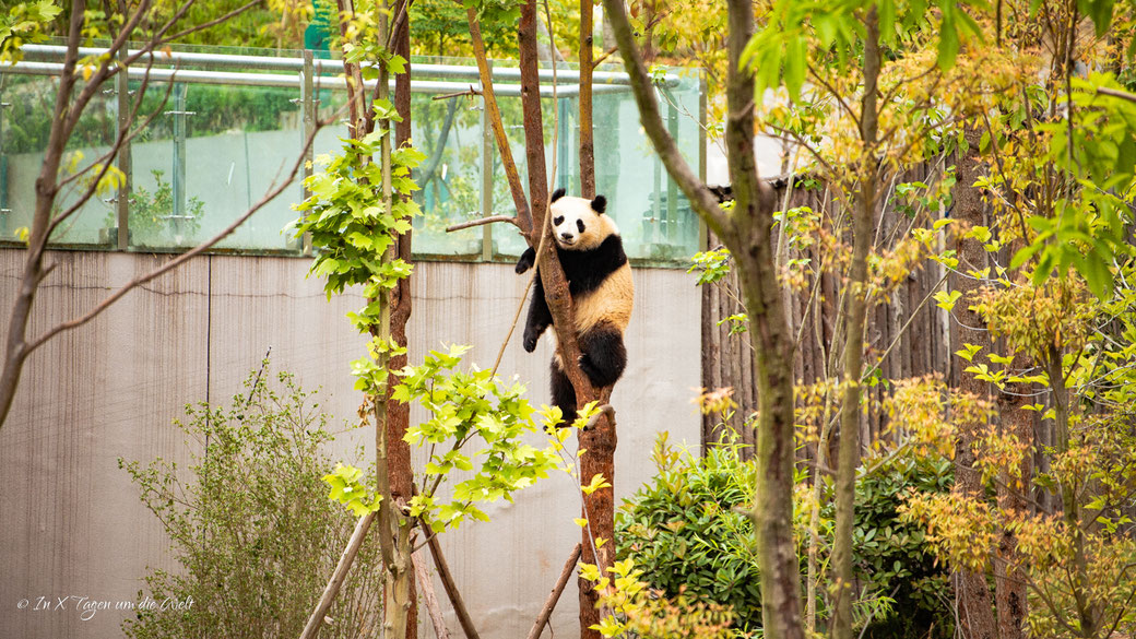 Chengdu Research Base of Giant Panda Breeding