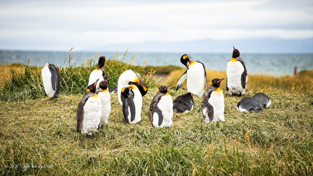 Punta Arenas in Chile – Sehenswürdigkeiten und Ausflüge
