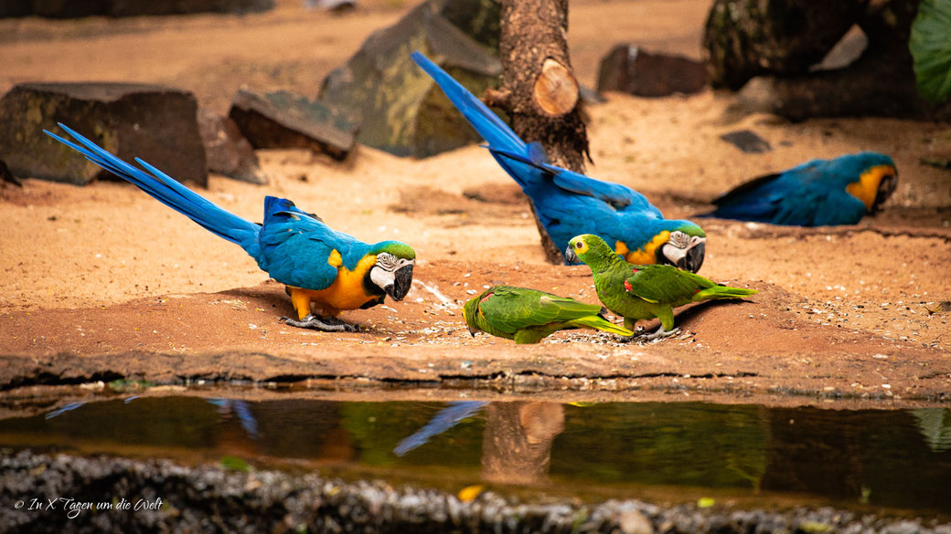Iguazu Vogelpark Parque das Aves Brasilien