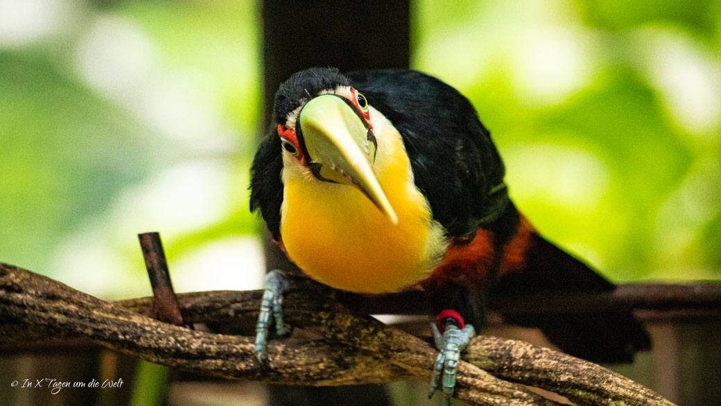 Iguazu Vogelpark Parque das Aves Brasilien