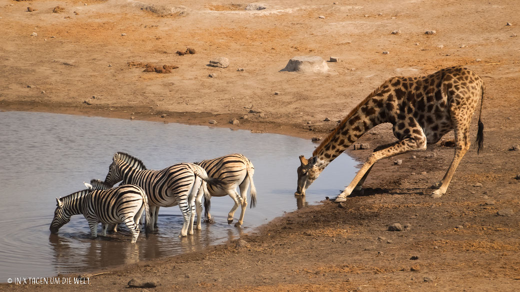 Zebras, Giraffe, Etosha, Namibia, Wasserloch, Afrika, Safari