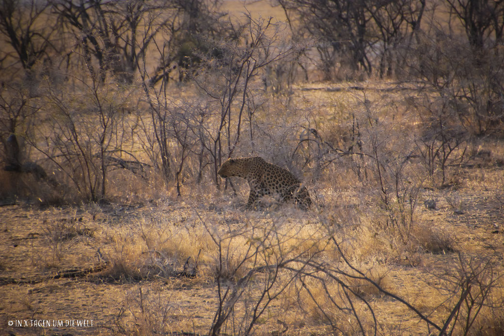 Leopard, Etosha, Namibia, Afrika, Safari, Reiseblog