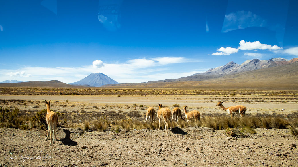 Pillones Wasserfall & Steinwald von Puruña Tagestour ab Arequipa