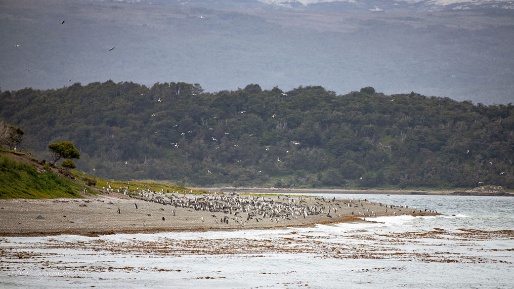 Beagle Kanal Bootstour Martillo Island ab Ushuaia