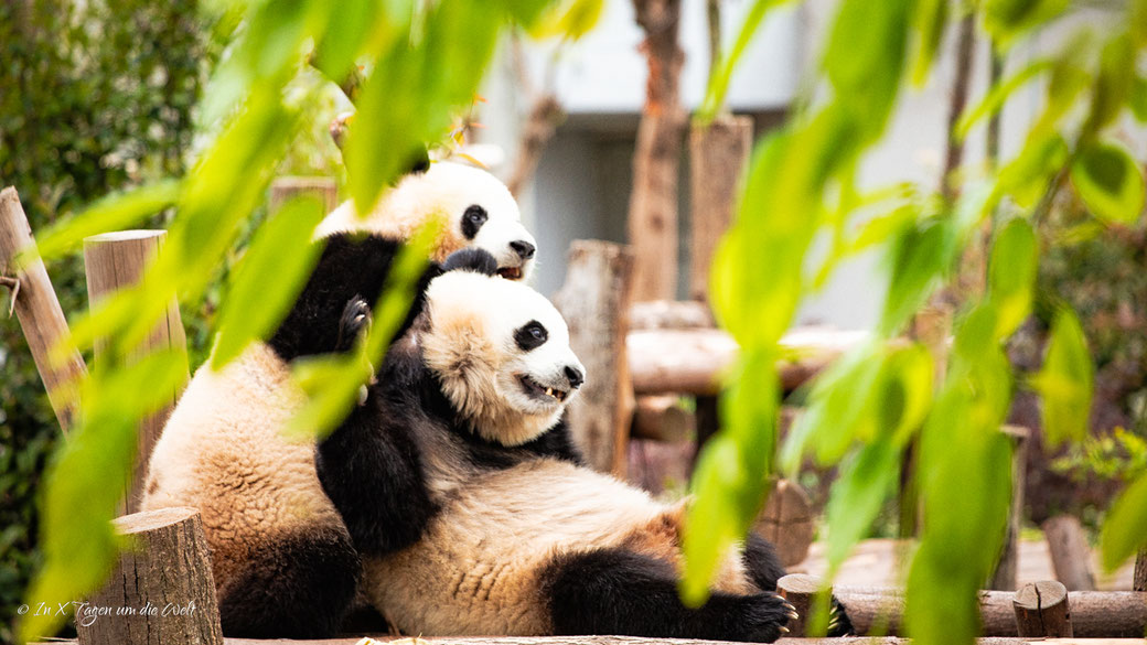 Chengdu Research Base of Giant Panda Breeding