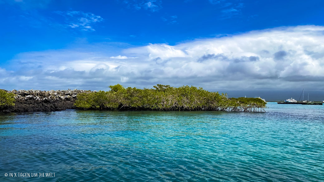 Tintoreras auf den Galapagos Inseln