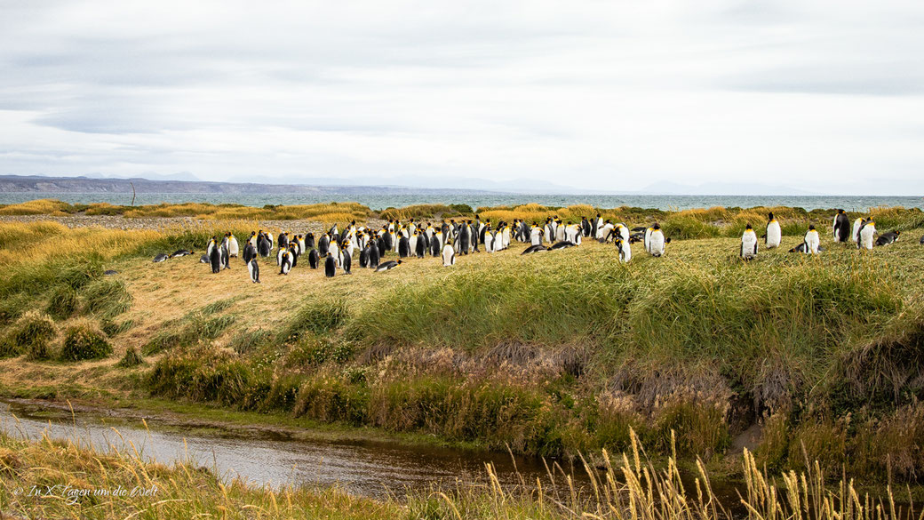 Parque Pingüino Rey in Chile – Königspinguine auf Feuerland