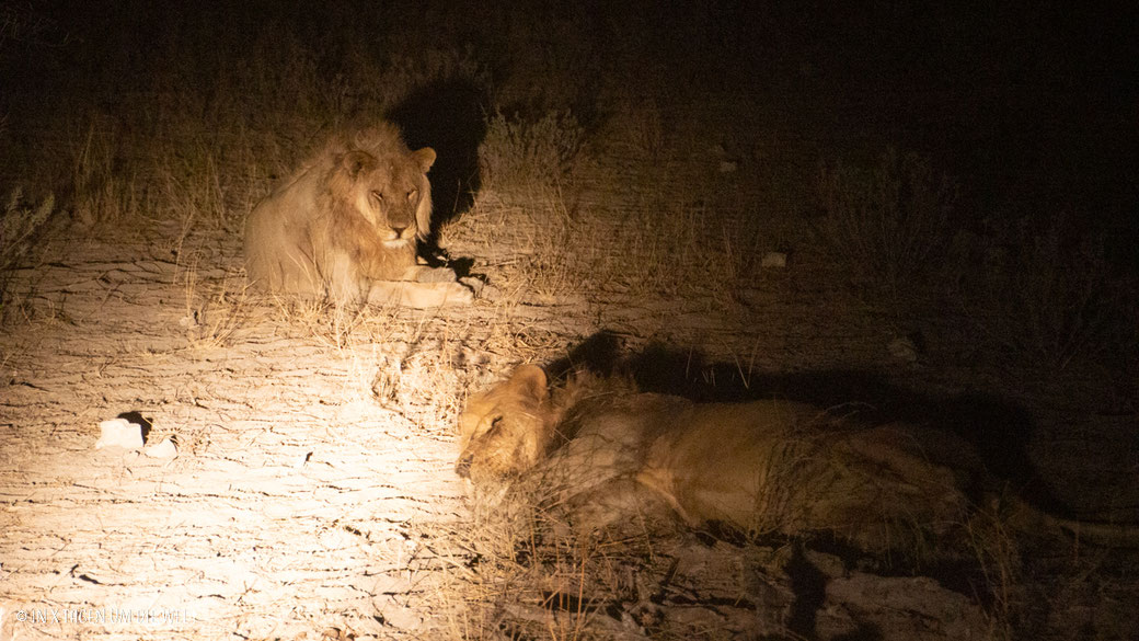 Löwen, Nachtsafari, Etosha, Namibia, Nacht, Safari