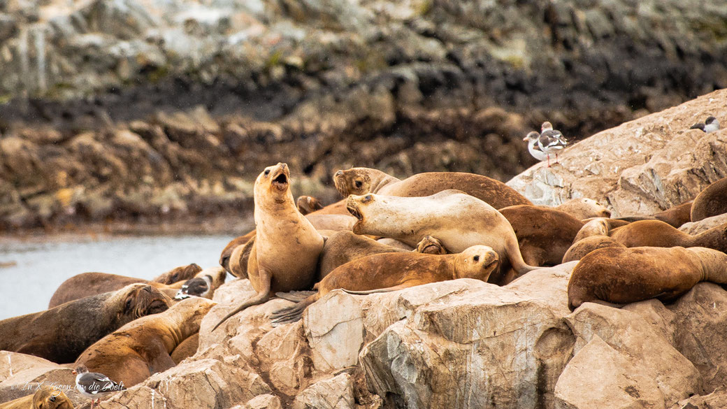 Beagle Kanal Bootstour Martillo Island ab Ushuaia
