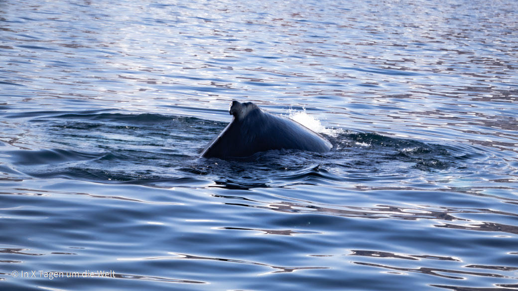 Whale Watching Husavik