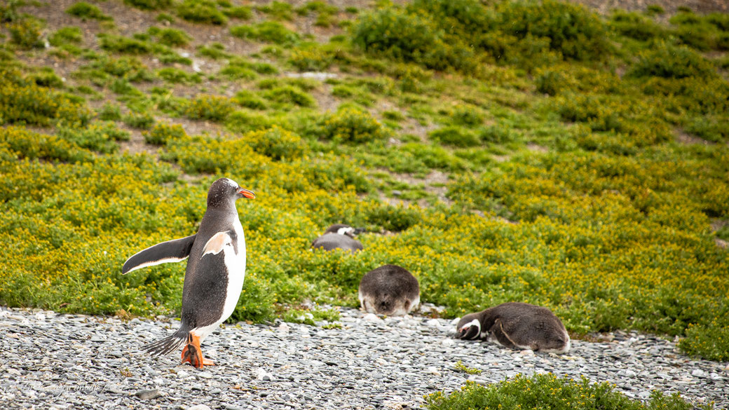 Beagle Kanal Bootstour Martillo Island ab Ushuaia