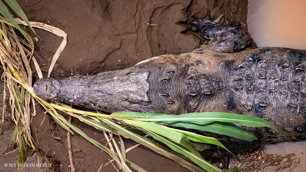 Tarcoles Krokodil Costa Rica