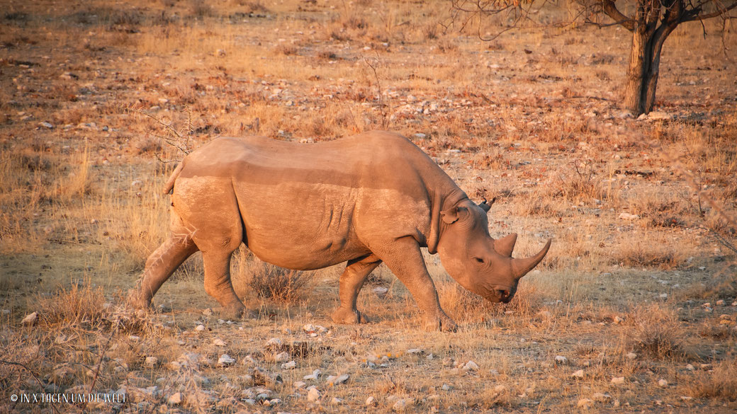 Etosha Nationalpark Namibia