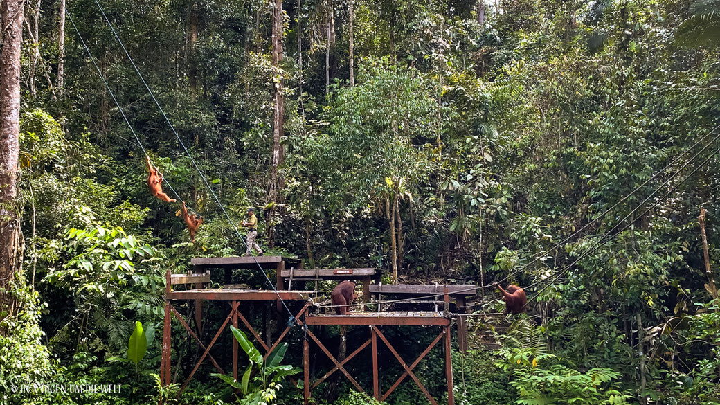 Borneo Orang Utans besuchen Semenggoh Wildlife Center