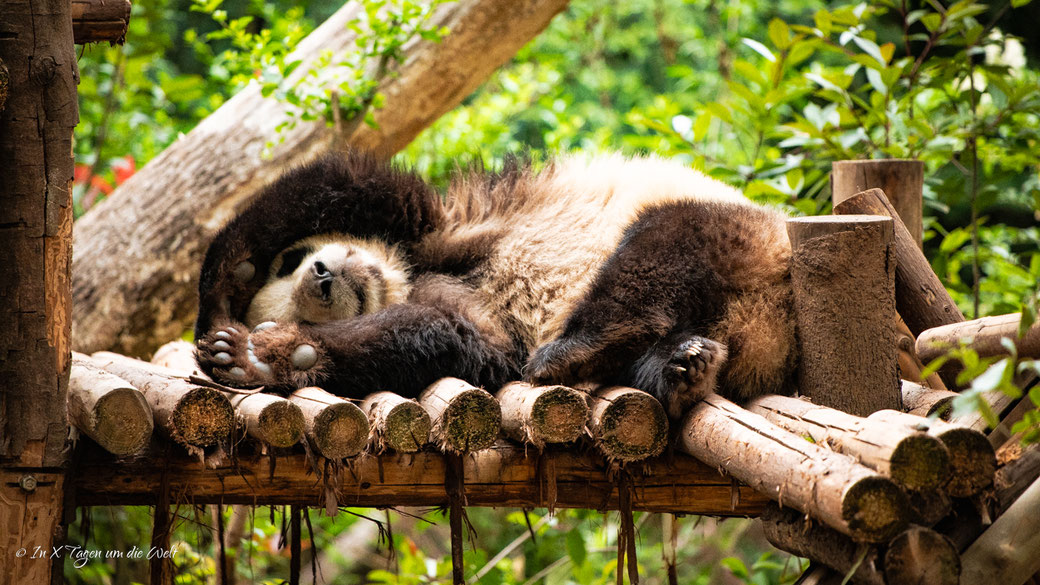 Chengdu Research Base of Giant Panda Breeding